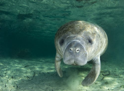 Manatee Portrait New friends during an outing
